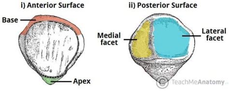 patellar facet anatomy.